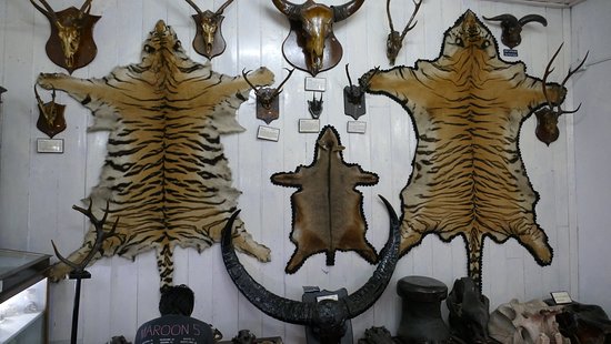 dowhill-forest-school