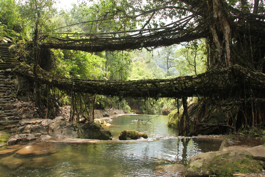 Double Decker Living Root Bridge — Nongriat