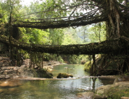 Double Decker Living Root Bridge — Nongriat Double Decker Living Root Bridge — Nongriat